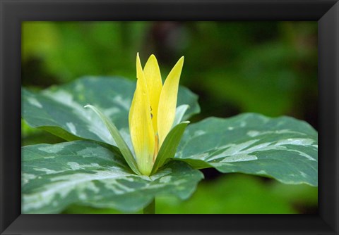 Framed Yellow Trillium Flower, Tennessee Print