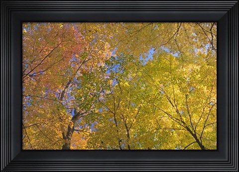 Framed Mille Lacs Kathio State Park, Minnesota Print