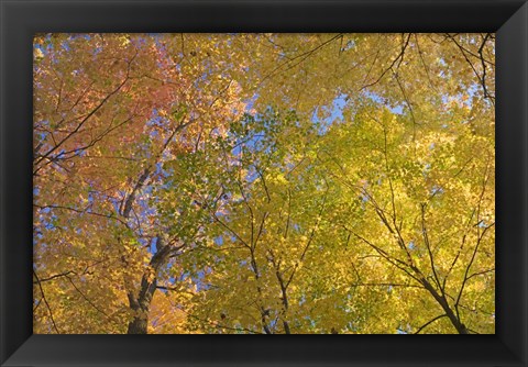 Framed Mille Lacs Kathio State Park, Minnesota Print