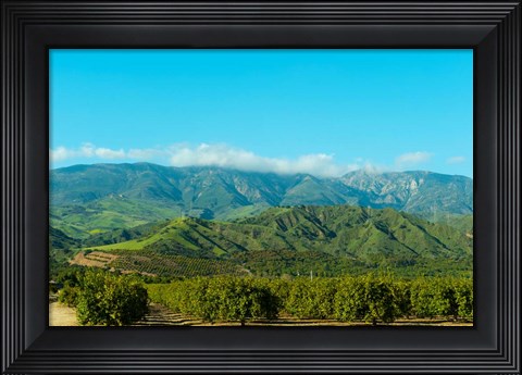 Framed Orange Tree Grove, Santa Paula, Ventura County, California Print