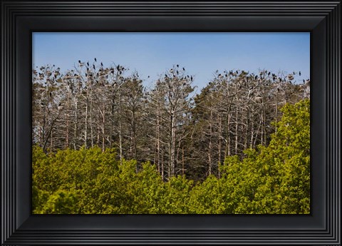 Framed Flock of Cormorant Birds, Lithuania Print