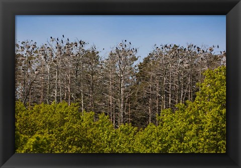 Framed Flock of Cormorant Birds, Lithuania Print