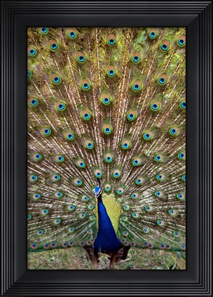 Framed Dancing Peacock, Kanha National Park, Madhya Pradesh, India Print