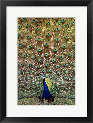 Framed Dancing Peacock, Kanha National Park, Madhya Pradesh, India Print