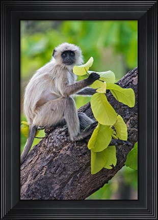 Framed Gray Langur Monkey, Kanha National Park, Madhya Pradesh, India Print