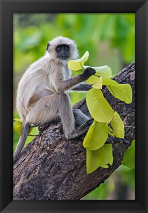 Framed Gray Langur Monkey, Kanha National Park, Madhya Pradesh, India Print