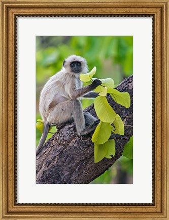 Framed Gray Langur Monkey, Kanha National Park, Madhya Pradesh, India Print
