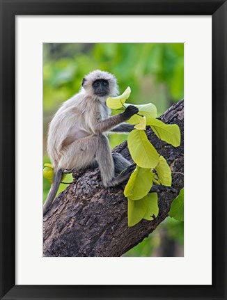 Framed Gray Langur Monkey, Kanha National Park, Madhya Pradesh, India Print