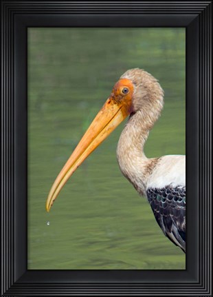 Framed Painted Stork, Bandhavgarh National Park, India Print
