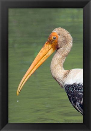 Framed Painted Stork, Bandhavgarh National Park, India Print
