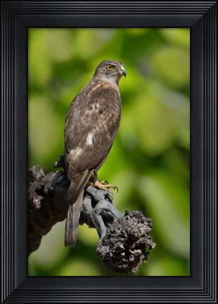 Framed Common Buzzard, Bandhavgarh National Park, Madhya Pradesh, India Print