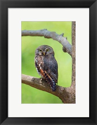 Framed Jungle Owlet, Bandhavgarh National Park, Umaria District, India Print