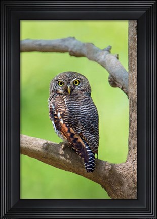 Framed Jungle Owlet, Bandhavgarh National Park, Umaria District, India Print