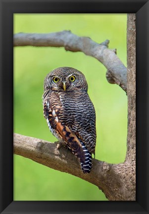 Framed Jungle Owlet, Bandhavgarh National Park, Umaria District, India Print