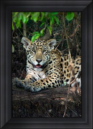 Framed Jaguar, Pantanal Wetlands, Brazil Print
