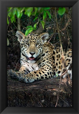 Framed Jaguar, Pantanal Wetlands, Brazil Print