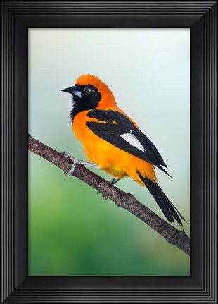 Framed Venezuelan Troupial, Pantanal Wetlands, Brazil Print