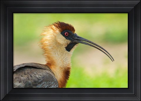 Framed Buff-Necked Ibis,, Pantanal Wetlands, Brazil Print