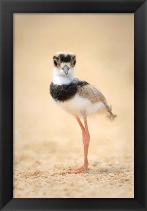 Framed Pied Plover Chick, Pantanal Wetlands, Brazil Print