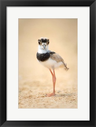 Framed Pied Plover Chick, Pantanal Wetlands, Brazil Print