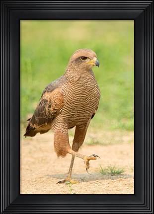 Framed Savanna Hawk, Pantanal Wetlands, Brazil Print
