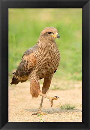 Framed Savanna Hawk, Pantanal Wetlands, Brazil Print