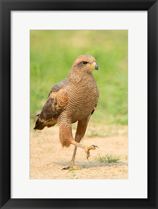 Framed Savanna Hawk, Pantanal Wetlands, Brazil Print