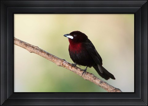 Framed Silver-Beaked Tanage, Pantanal Wetlands, Brazil Print