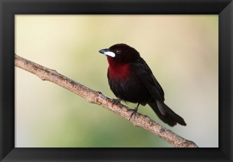 Framed Silver-Beaked Tanage, Pantanal Wetlands, Brazil Print