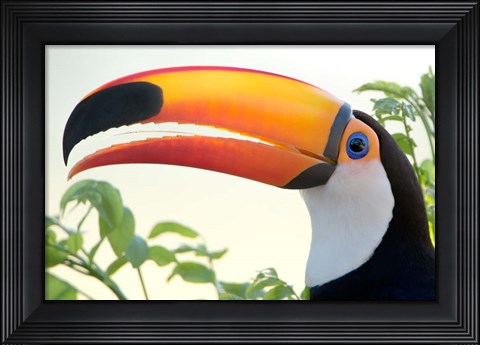 Framed Toco toucan (Ramphastos toco), Pantanal Wetlands, Brazil Print