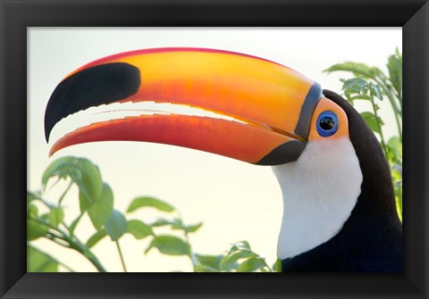 Framed Toco toucan (Ramphastos toco), Pantanal Wetlands, Brazil Print