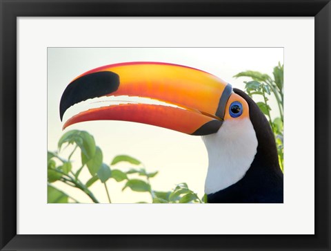 Framed Toco toucan (Ramphastos toco), Pantanal Wetlands, Brazil Print