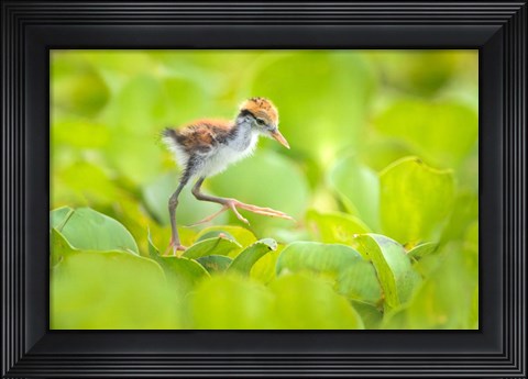 Framed Northern Jacana Chick, Pantanal Wetlands, Brazil Print