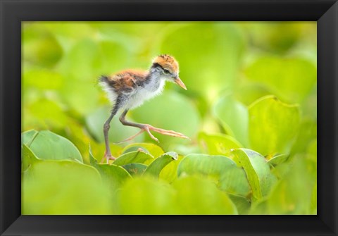 Framed Northern Jacana Chick, Pantanal Wetlands, Brazil Print