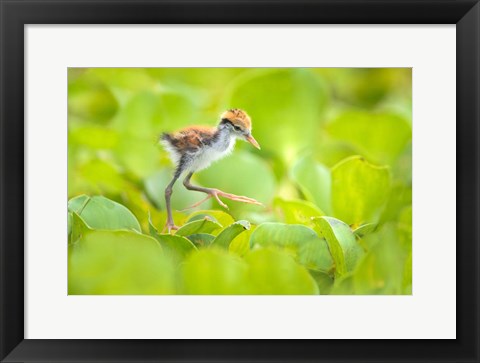 Framed Northern Jacana Chick, Pantanal Wetlands, Brazil Print