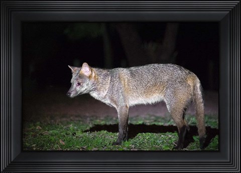 Framed Crab-Eating Fox, Pantanal Wetlands, Brazil Print