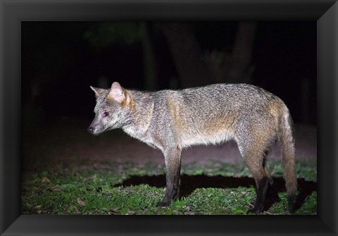 Framed Crab-Eating Fox, Pantanal Wetlands, Brazil Print