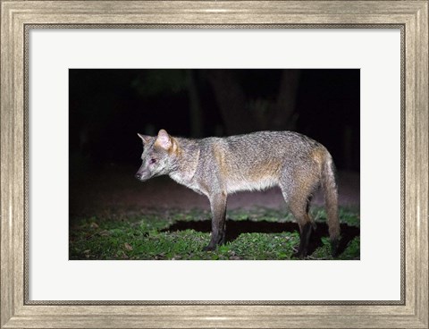 Framed Crab-Eating Fox, Pantanal Wetlands, Brazil Print