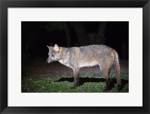Framed Crab-Eating Fox, Pantanal Wetlands, Brazil Print