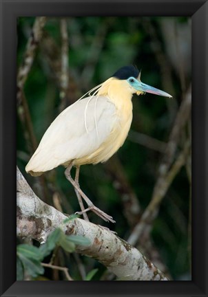 Framed Capped Heron, Pantanal Wetlands, Brazil Print