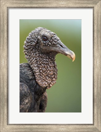 Framed Black Vulture, Pantanal Wetlands, Brazil Print