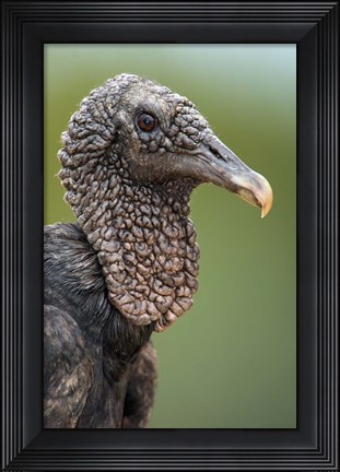 Framed Black Vulture, Pantanal Wetlands, Brazil Print
