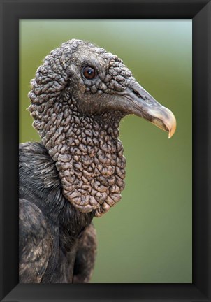 Framed Black Vulture, Pantanal Wetlands, Brazil Print