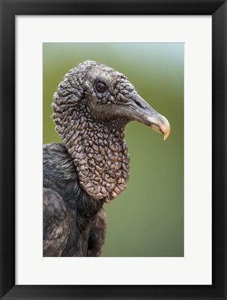 Framed Black Vulture, Pantanal Wetlands, Brazil Print