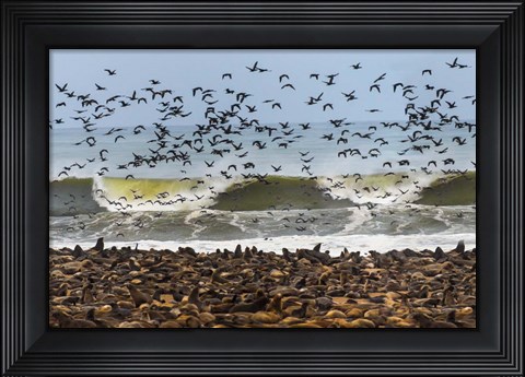 Framed Cape Fur Seals, Cape Cross, Namibia Print