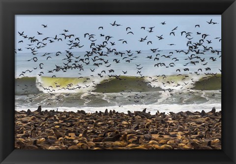 Framed Cape Fur Seals, Cape Cross, Namibia Print