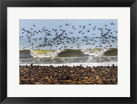 Framed Cape Fur Seals, Cape Cross, Namibia Print