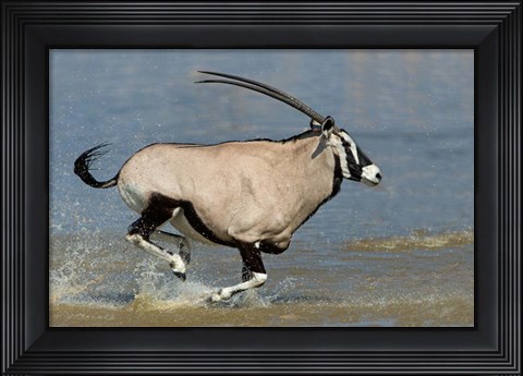 Framed Gemsbok, Etosha National Park, Namibia Print