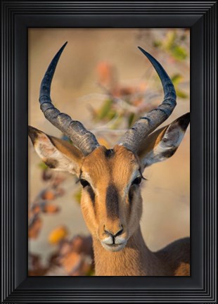 Framed Black-Faced Impala, Etosha National Park, Namibia Print