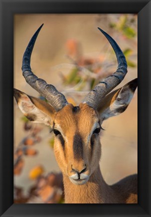 Framed Black-Faced Impala, Etosha National Park, Namibia Print